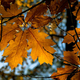 Illustration for article titled Shooting Challenge Fall Leaves Gallery 10